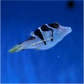 VALENTINE PUFFER
